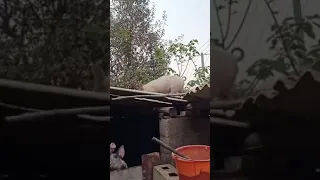 свинья падает с крыши