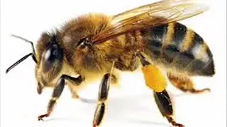 APRENDAMOS ! COMO IDENTIFICAR A LAS ABEJAS AFRICANAS, SIGA ESTE VIDEO