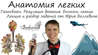 Анатомия и физиология легких. Газообмен. Регуляция дыхания. Лекция, разбор заданий от Юрия Беллевича