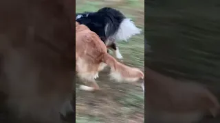 My nearly 2 year old Yakutian Laika playing with a 9 month old Golden Retriever and a Blue Heeler