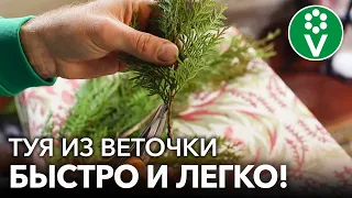 Как вырастить ТУЮ ИЗ ВЕТОЧКИ? Самый простой и эффективный способ черенкования туи зимой