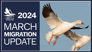 March Migration Update 2024