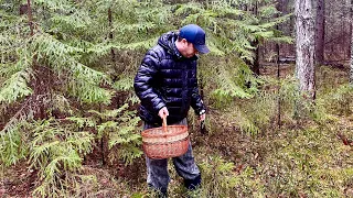 ГРИБЫ в ОКТЯБРЕ. Грибник промок под Дождём! Грибной закон. Осенние грибы 2023