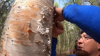 Birch Bark Harvest May 2020