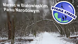 Marzec w Białowieskim Parku Narodowym