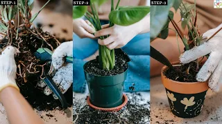 Do These 10 Things Before Planting Any Houseplant & It’ll Remain Happy!