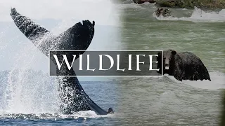 Vancouver Island Wildlife | Canada