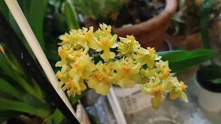 Oncidium twinkle orchids. Dec/Jan. Cont. from Oct - В декабре-январе, продолжение от октября