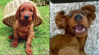 Cute And Funny Irish Setter Puppies That Will Make Your Day 😍