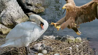 Swan Can't Save Her Babies From Eagle Hunting