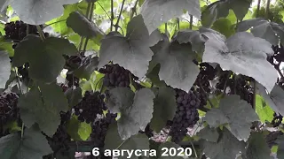 Сорт винограда "Венус" - сезон 2020 # Grape variety "Venus" - season 2020