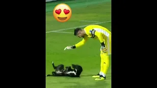 Animals on Football Pitch 🐶😂