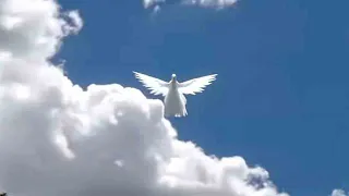 15 Angel Sightings That Will Convince You They Are REAL!