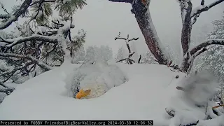 Big Bear Bald Eagle Live Nest   Cam 1   YouTube   Google Chrome 2024 03 30 12 06 49