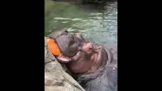 Fiona The Hippo And Her Baby Munch On Jack O' Lanterns At the Cincinnati Zoo