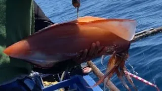 Jigging  giant squid // 540m #pagadiancity