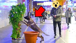 Dog Gets Scared and This Happens !!! Bushman Prank