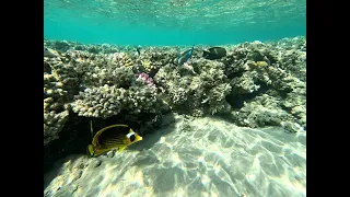 Snorkeling Makadi Bay Fort Arabesque house reef Red Sea EGYPT