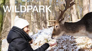 Wildpark. Олени и заповедник в Германии. Оденвальд. ВЛОГ