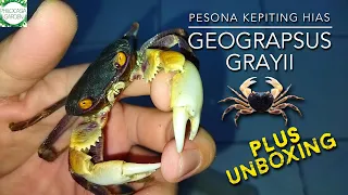 Pesona kepiting hias GEOGRAPSUS GRAYII