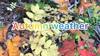 Autumn weather || Red orange and yellow leaves #shorts #youtubeshorts