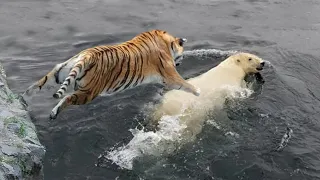 Polar Bear VS Siberian Tiger
