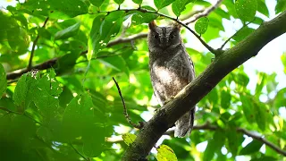 蘭嶼角鴞警戒--Ryukyu Scops-Owl