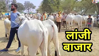 लांजी बैल एवं बकरा बाजार बालाघाट ।Lanji Bail Bazaar Balaghat Madhyapradesh। Bull Market lanji