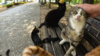 If you sit on Cat Island, you'll be surrounded by lots of cats real fast!