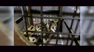 Journey to Panthera Africa: Celebrating Two Years of The Serval's New Life