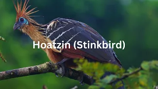 Hoatzin Stinkbird