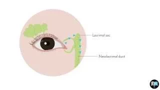 Eye Anatomy Chapter 8 : The Lacrimal Gland