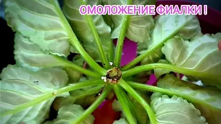 ПЕРЕУКОРЕНЕНИЕ ФИАЛКИ ! Как правильно это сделать.