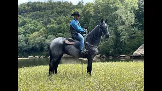 Blue Roan Tennessee Walking Horse For Sale