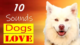 10 sounds dogs love to hear & go crazy | sounds dog react to