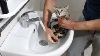 First bath for street kitten / rescue in our life