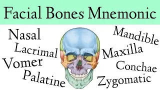 Facial Bones of the Skull Mnemonic [Anatomy Animation]