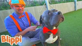 WOW! Blippi Visits An Animal Shelter | Blippi | Playtime With Blippi | Funny Videos & Songs