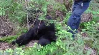 My 2013 archery bear-320 lb 19 9/16 P&Y