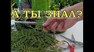 ТУИ: размножаем черенками пошагово🌲🌲🌲