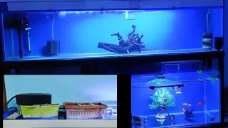 EXPLORING MY FISH TANK OVERVIEW WITH ONE OF CHEAP & BEST DIY OVERHEAD SUMP FILTRATION SYSTEM😍😍😍😍😍