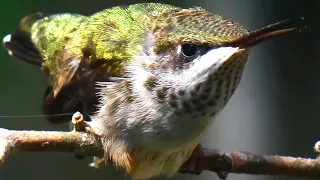 Ruby throated hummingbird call sounds | Juvenile