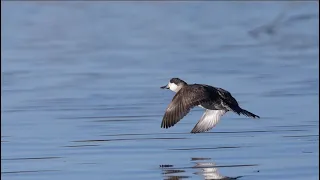 Ciénega: Protecting Wetlands for Birds