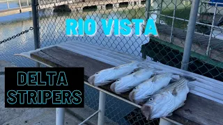 CA Delta Striper Fishing!!! Fall 2021