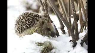 Ежи готовятся к зиме заранее