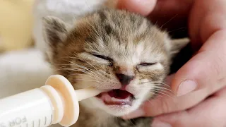 Kitten's first bath, drinking goat's milk afterward, looks like she's enjoying it