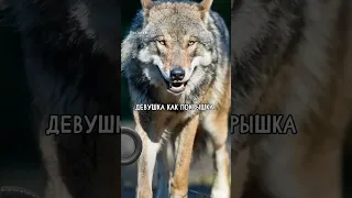 БРАТЬ ЗАПОмНИ 🐺 #волк #мемы #волки #вайн #мемесы #новый #музыка #новыйвидео #новыйприко #прикол