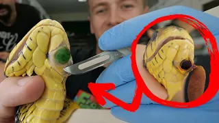 DISGUSTING OBJECT FOUND IN SNAKES JAW!