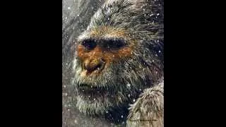 Sasquatch Vocalizations and Sounds - Part 1