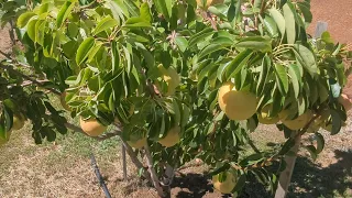 My 2023 Fruit harvest #farming #homegrown #pear #apple #peaches